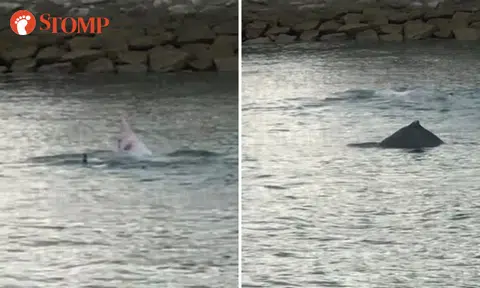 Indo-Pacific humpbacked dolphins spotted having a swim at Pulau Semakau