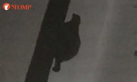 Seen this unusual plump creature in Bukit Batok? It's a colugo