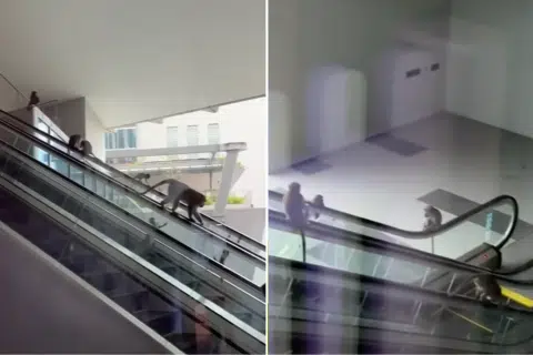 'Macaques Paradise': Monkeys take over escalators at Punggol Coast