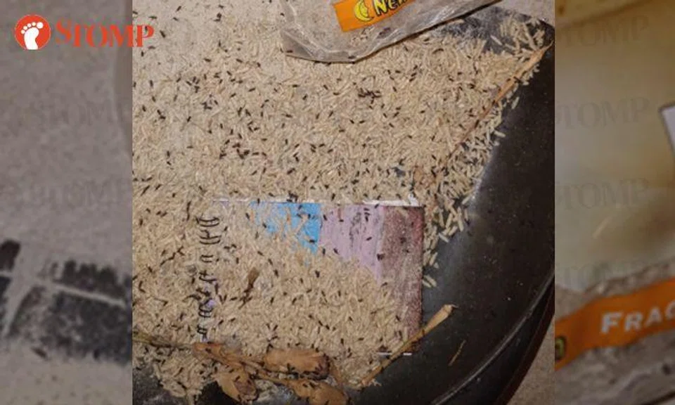 Woman horrified to find new pack of rice infested with weevils