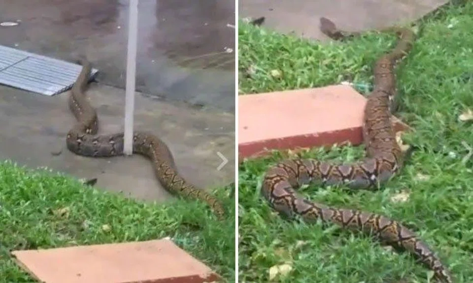 Photos: Everyday SG/Facebook