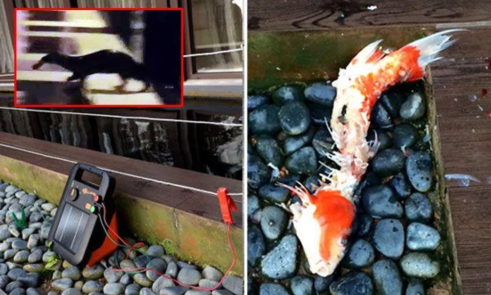 Sentosa Cove resident installs electric fence to stop otter from eating fishes in house