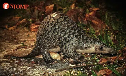 Man has 'incredible encounter' with rare Sunda pangolin foraging for insects