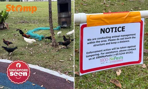 pest control company removes wild chickens from Punggol park