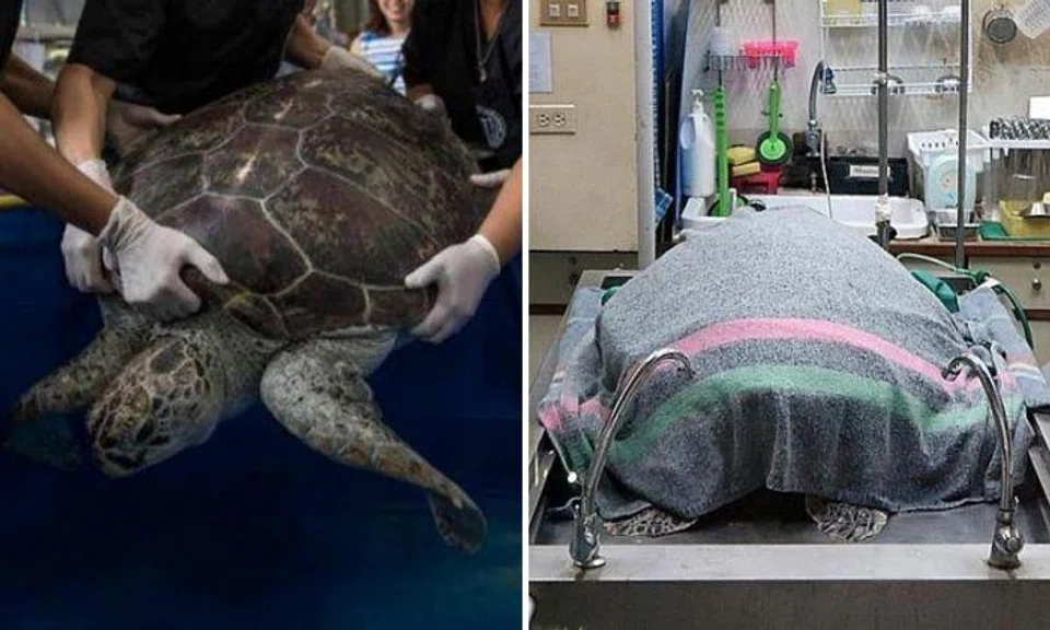 Turtle in Thailand dies from complications due to operation to remove coins it ate