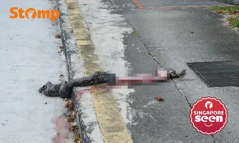 Python found dead near Boon Lay bus stop after apparent accident 