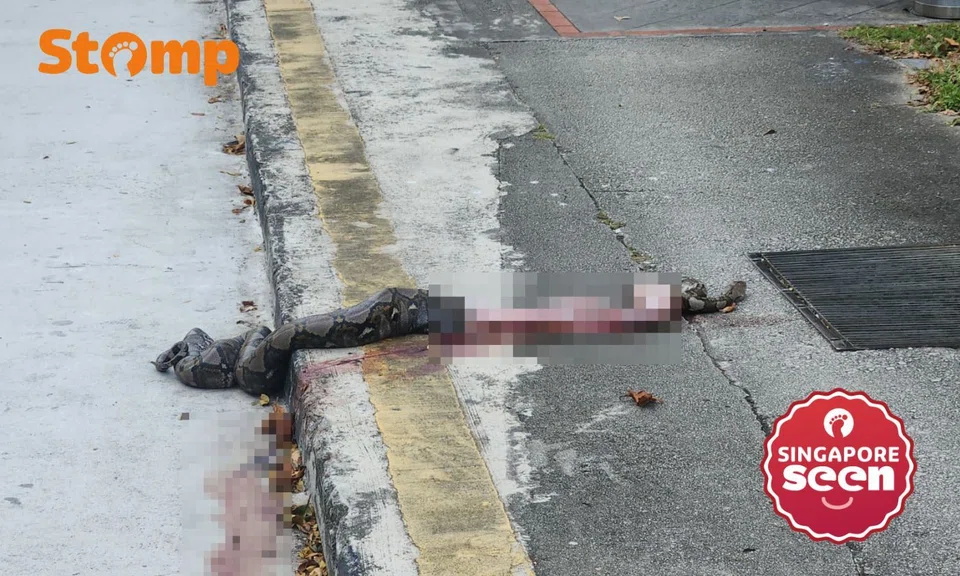 Python found dead near Boon Lay bus stop after apparent accident 