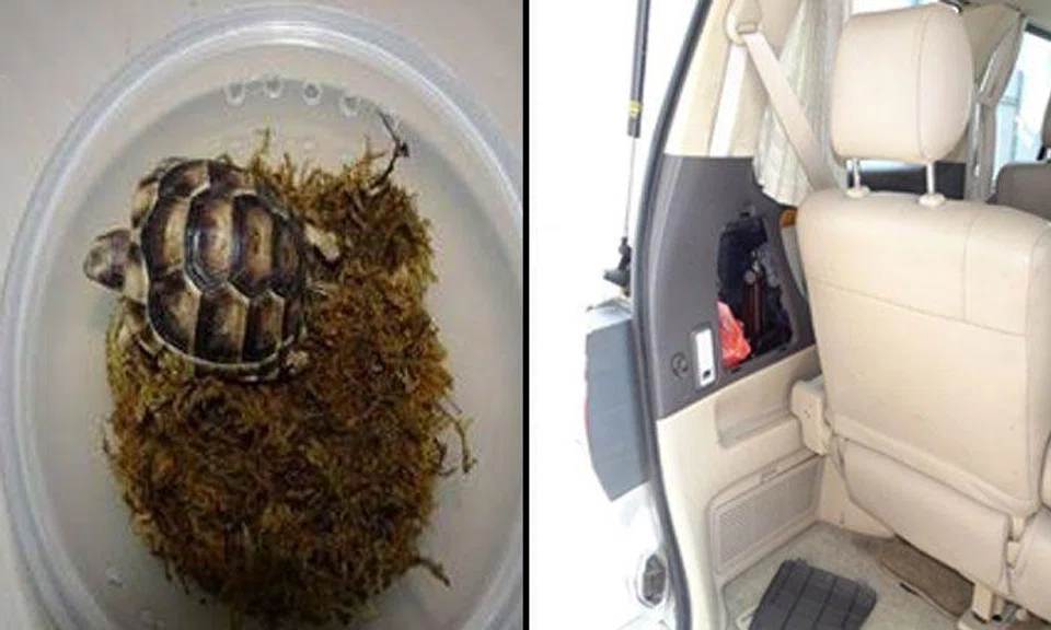 A live Greek tortoise was found in a plastic container that was concealed in the rear left compartment of a Singapore-registered vehicle at Woodlands Checkpoint. (Photo: AVA)