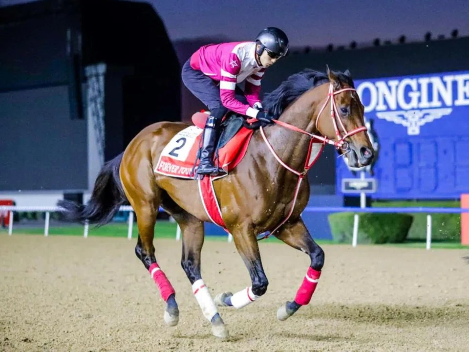 Japanese raider Forever Young (Ryusei Sakai) completing his gallop at Meydan on April 1. 