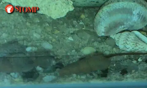 Life is more than a rat race, it's like a snail race, says Stomper