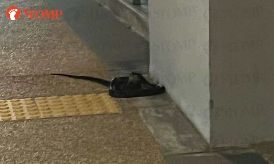 Resident warns of cobra at Sembawang HDB block: 'I saw it swallow a frog'