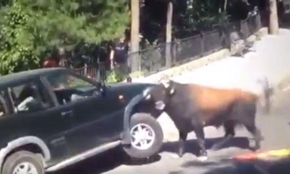 Terrifying video shows bull attacking car non-stop in the middle of the road