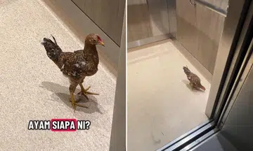 chicken found in tengah lift
