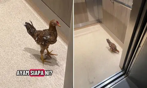 chicken found in tengah lift