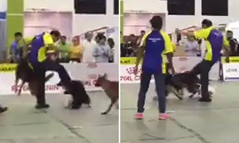 Trainer breaks up dog fight in Malaysia -- by giving animal several hard kicks