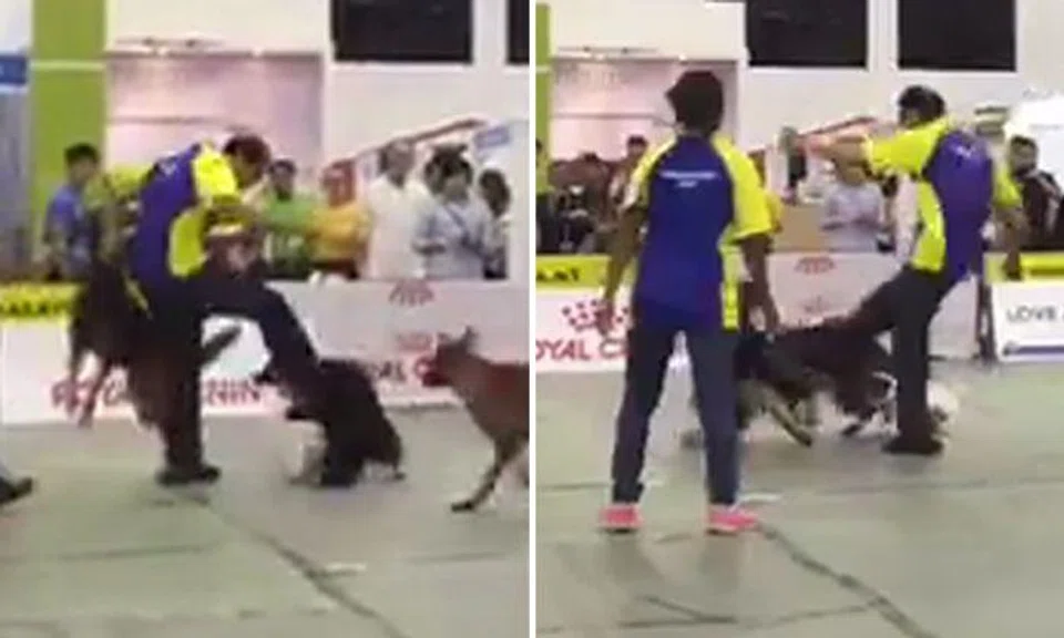 Trainer breaks up dog fight in Malaysia -- by giving animal several hard kicks