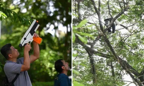 Escaped zoo monkey at large for 6 months found in Choa Chu Kang, shot with tranquilliser dart