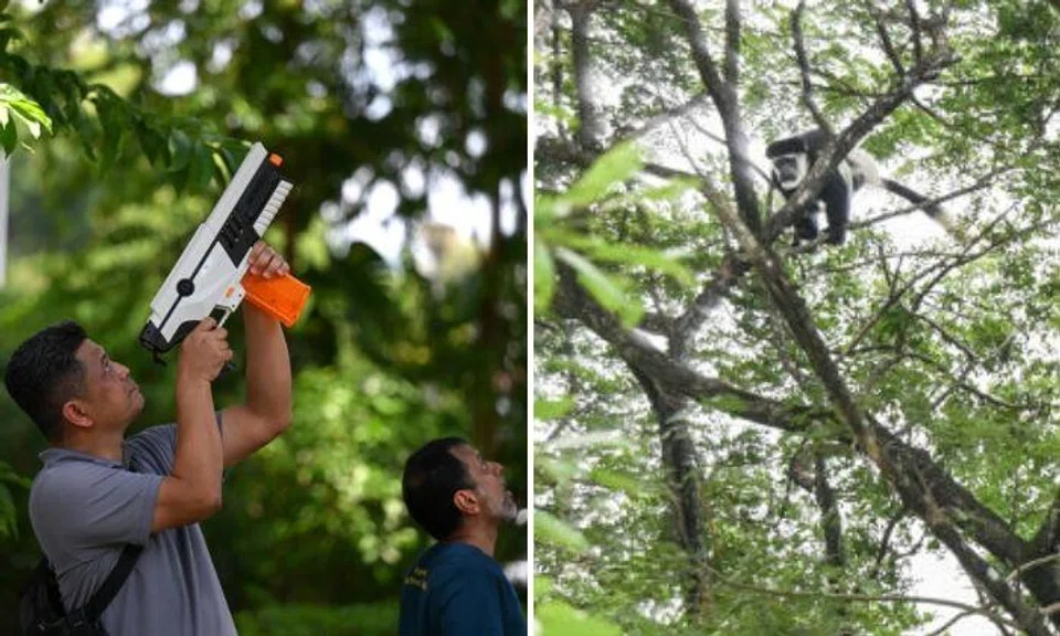 Escaped zoo monkey at large for 6 months found in Choa Chu Kang, shot with tranquilliser dart
