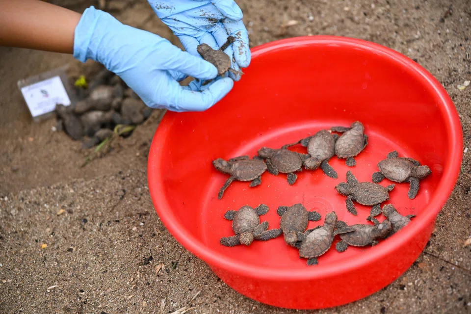 Turtle hatchlings at Sisters’ Islands Marine Park on Aug 23. 