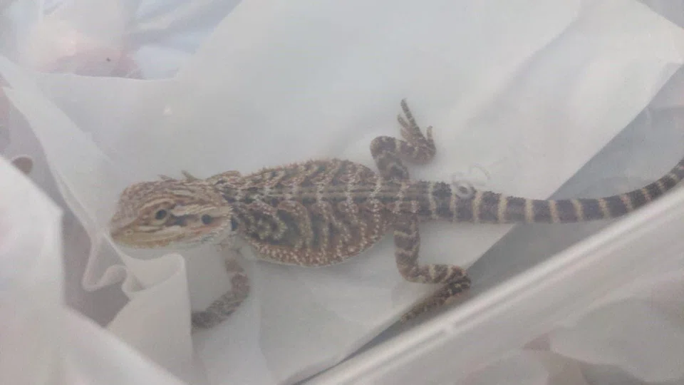 Bearded dragons, which originate from warm, arid areas in Australia, are banned as pets in Singapore.