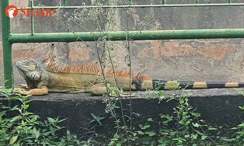 Iguana sunbathes and munches on leaves near SAFRA Jurong