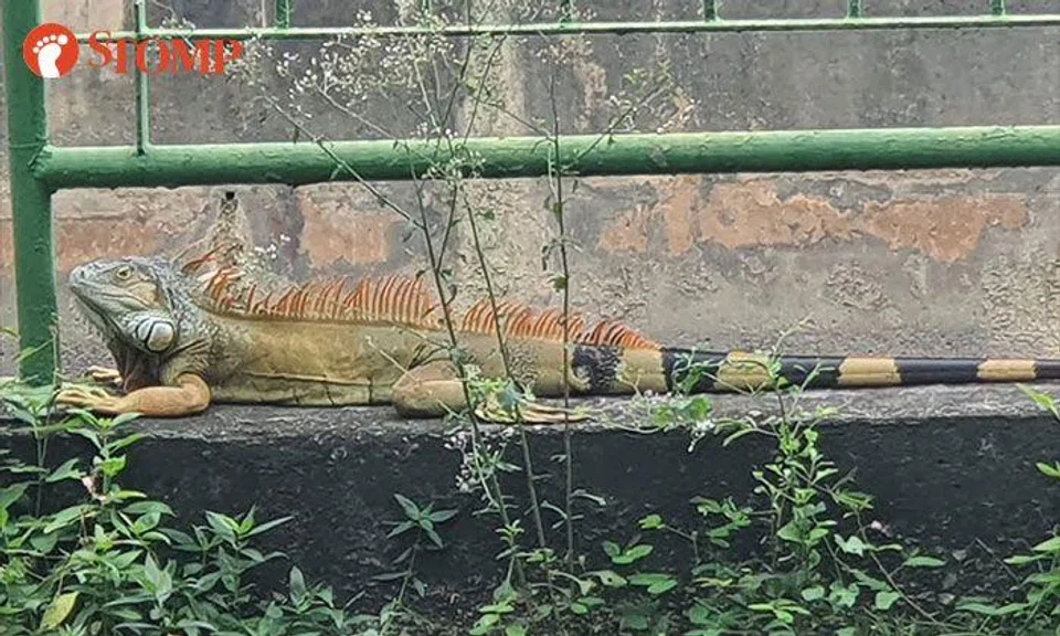 Iguana sunbathes and munches on leaves near SAFRA Jurong