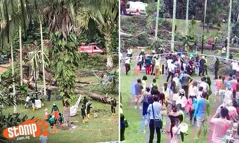 Videos and photos: 1 dead, 4 injured after 40m tall Tembusu tree falls at Botanic Gardens