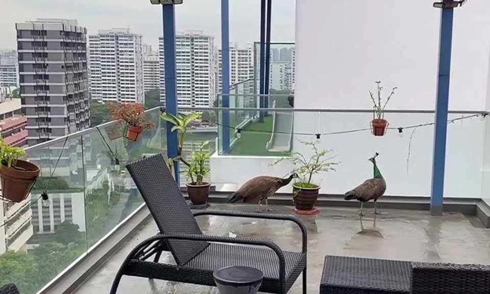 Peafowl are not known for flying to such great heights, but the pair had made it all the way up 16 floors. PHOTO: SCREENGRAB FROM CRAIG WYLIE/FACEBOOK
