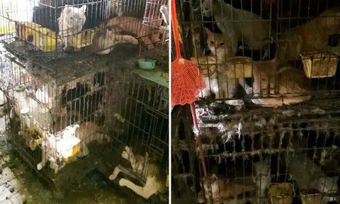5 cats dead after 39 of them found in poor condition at Yishun home, female owner jailed