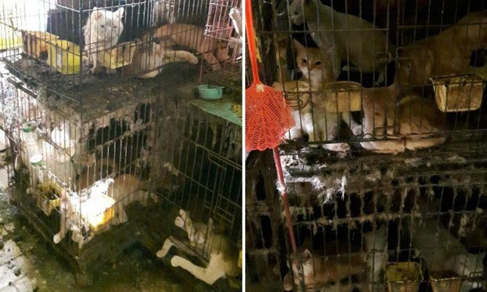 5 cats dead after 39 of them found in poor condition at Yishun home, female owner jailed