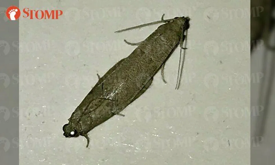 Lau Lup interrupts moths mating in his Hougang home