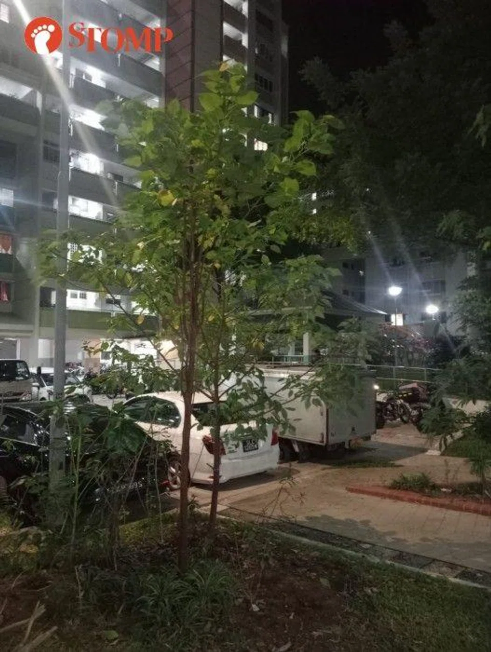 yishun mulberry tree