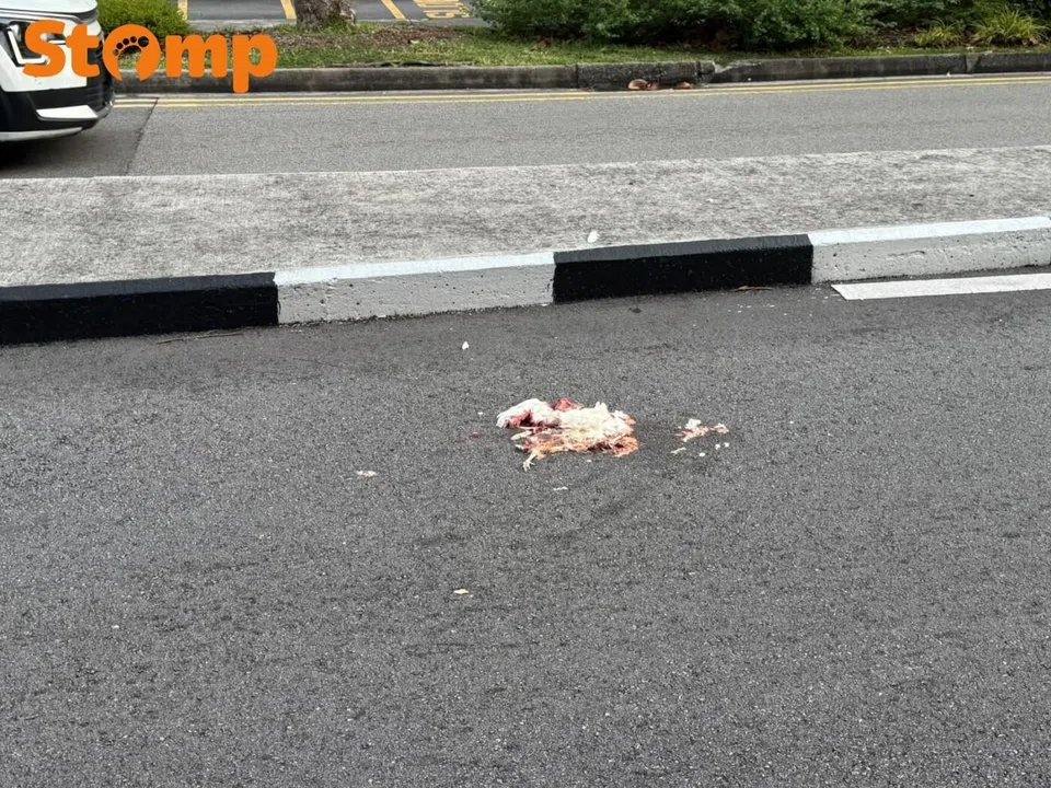 Simei chickens, roadkill incident, urban wildlife