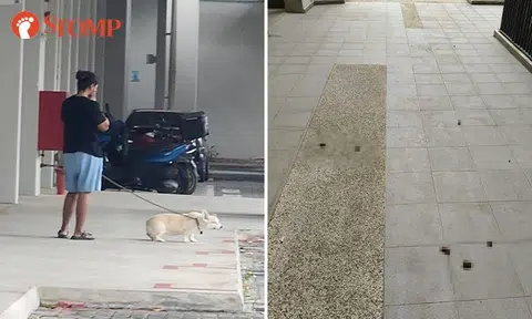 Woman leaves dog poo around Punggol estate -- and residents feeling crappy