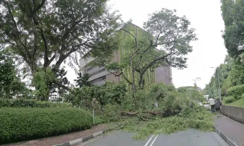 tree branch fell at nus