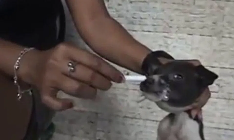 Video of woman burning puppy's eyes with cigarette and breaking its limbs: SPCA appealing for info