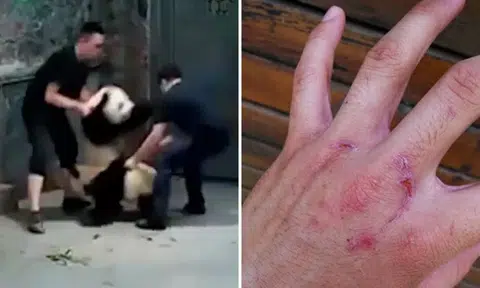 Caught on camera: Staff in China drag panda cubs and throw them around pen