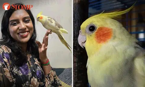 pet cockatiel stolen at pending road bukit panjang