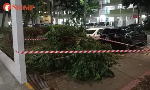 mulberry tree yishun