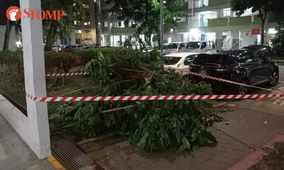 mulberry tree yishun