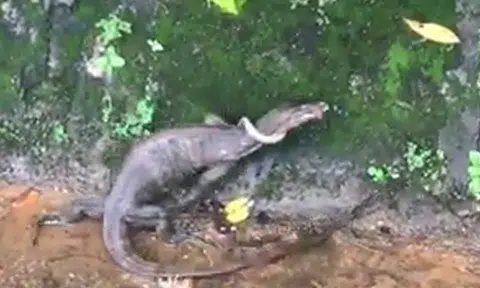 Snake has no chance against hungry monitor lizard at Cluny Park Road
