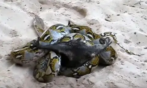 What a close shave! Watch as bat fights off snake's death grip in epic battle for survival in Thailand