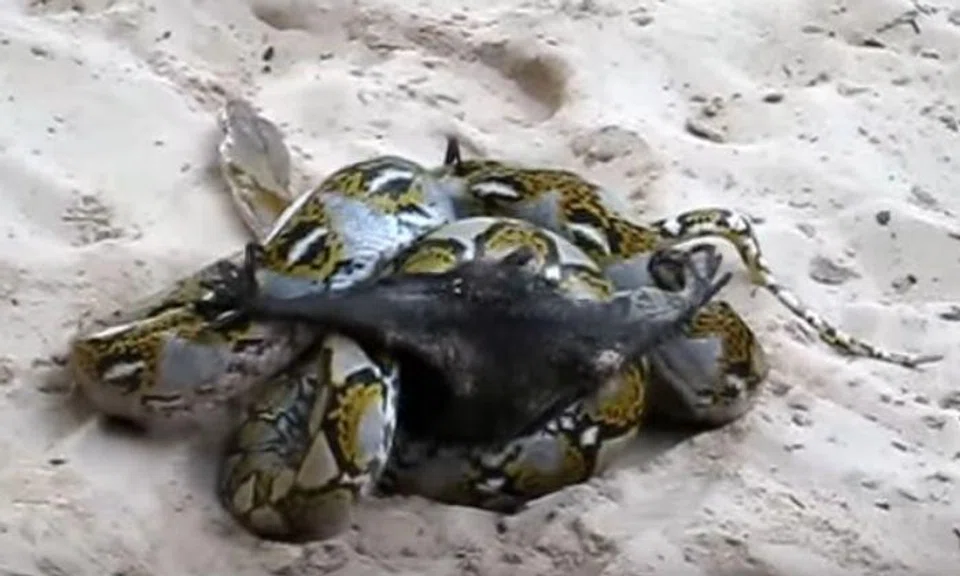 What a close shave! Watch as bat fights off snake's death grip in epic battle for survival in Thailand