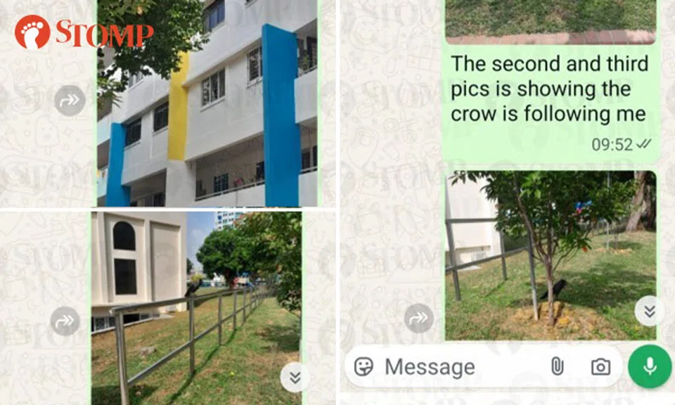 crow following man