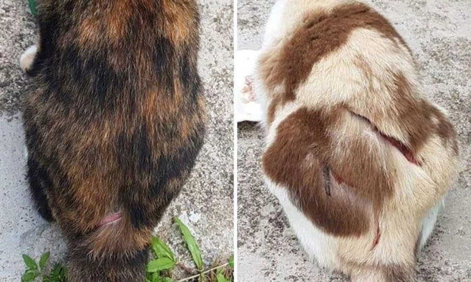 Man accused of Ang Mo Kio cat slashings charged in court, remanded at IMH