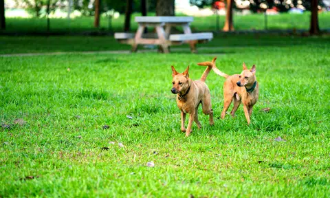 Custody battle over two dogs ends with woman losing case, paying $3,500 in costs