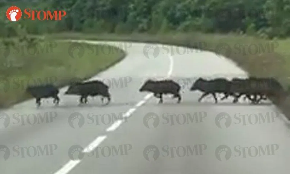 Try counting how many wild boars are crossing this road in an orderly manner