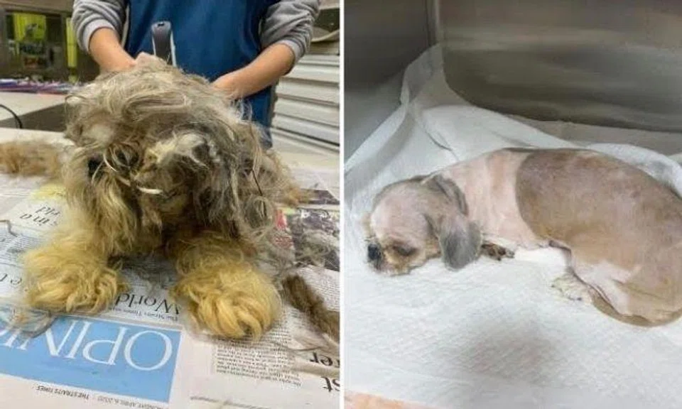 Punggol resident finds abandoned Shih Tzu in 'lifeless state', covered in pee and poo
