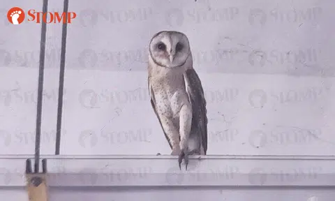 Gorgeous barn owl makes surprise visit at Oasis Primary School