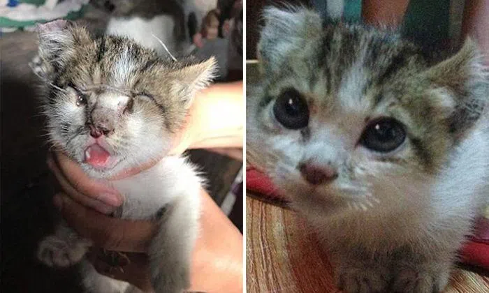 Pitiful kitten found with eyelids, ears and nose sewed shut in ...